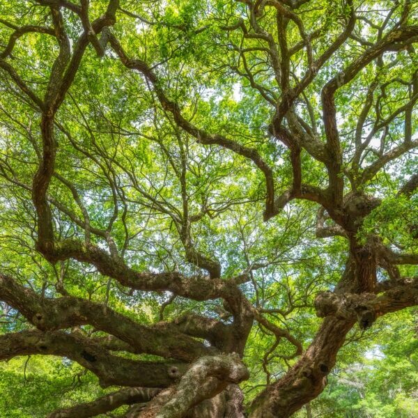 Panorama of branches from the Angel Oak Tree